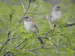 Image of Stripe-capped and Tumbes Sparrows