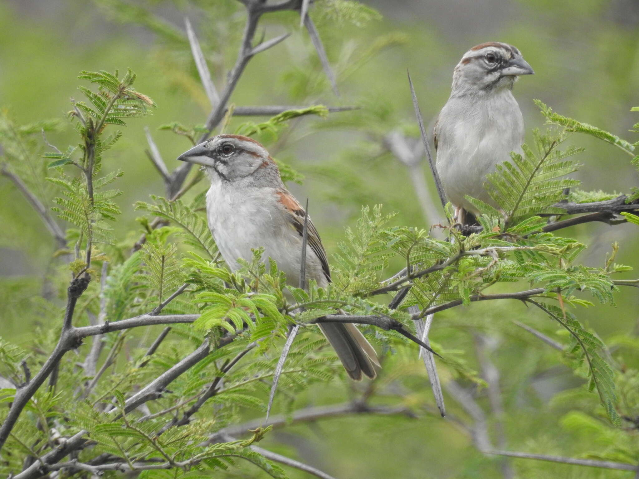 Image of Stripe-capped and Tumbes Sparrows