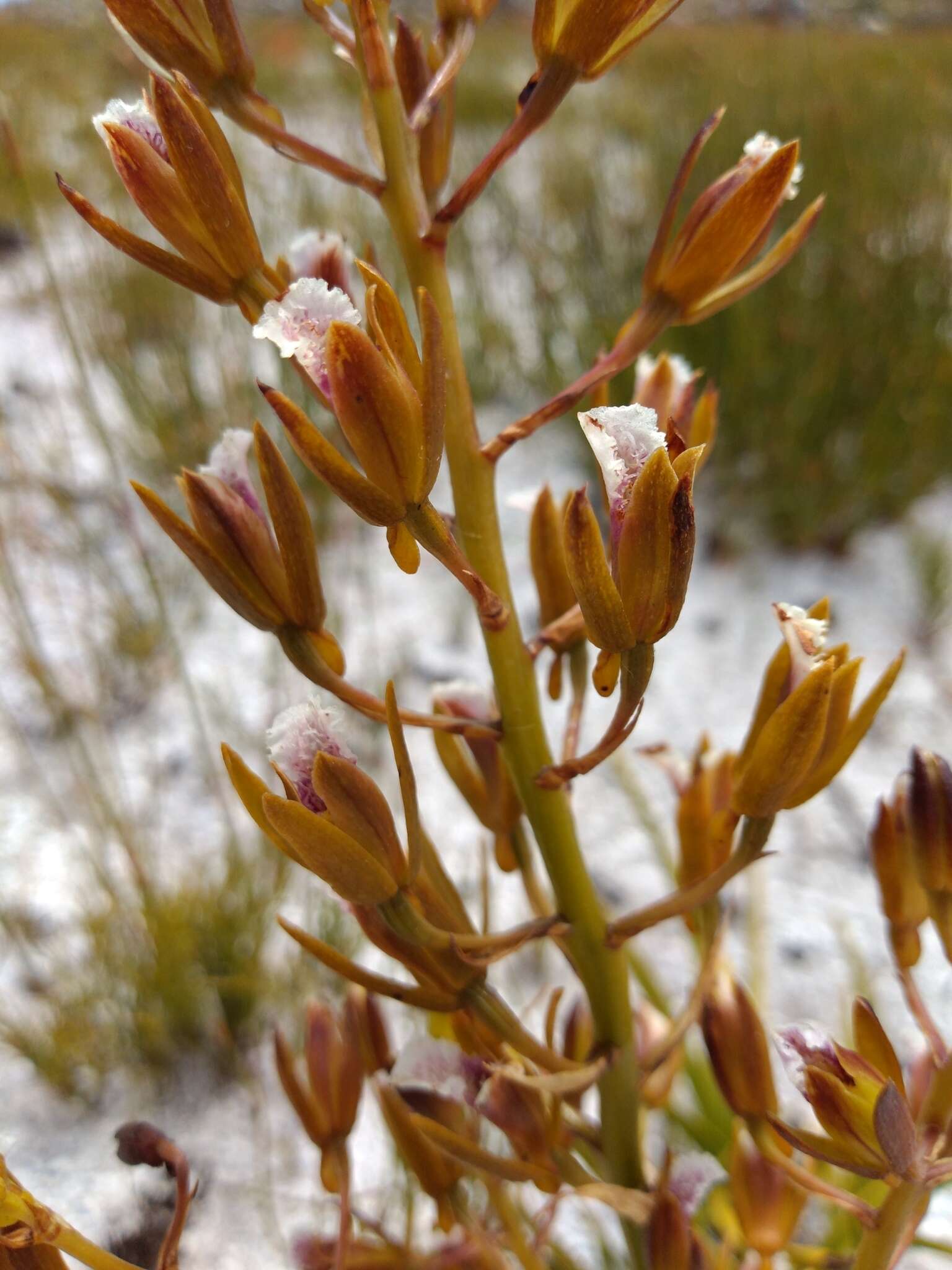 Image of Acrolophia capensis (P. J. Bergius) Fourc.