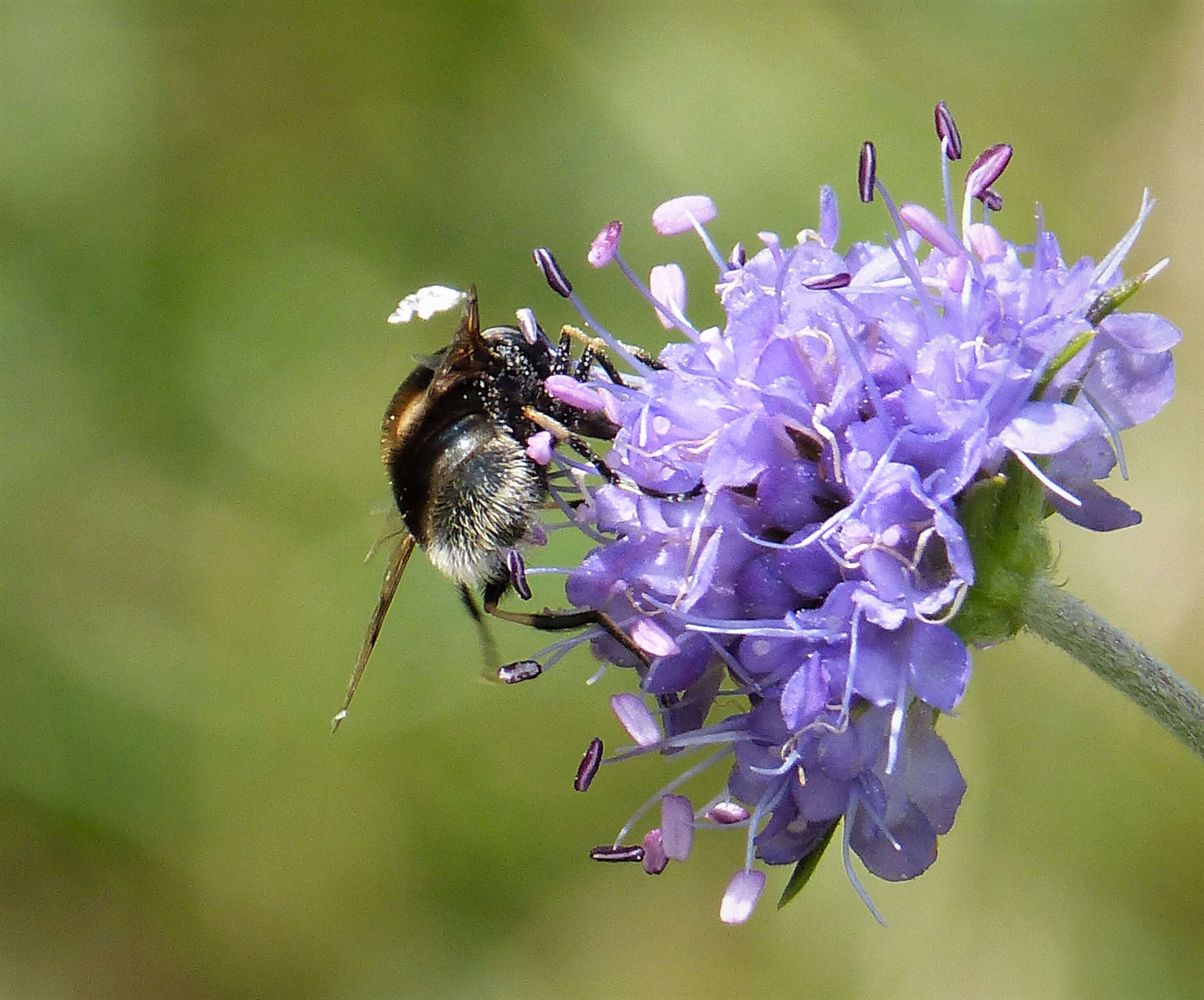 Image of Eristalis intricaria (Linnaeus 1758)