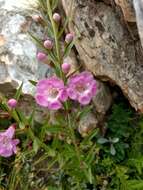 صورة Agalinis genistifolia (Cham. & Schltdl.) W. G. D' Arcy