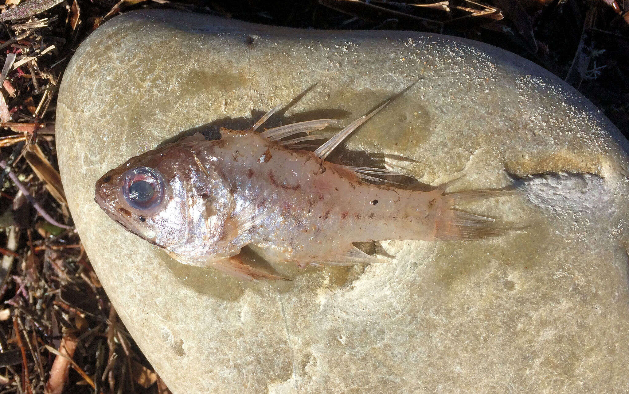 Image of Orange cardinalfish