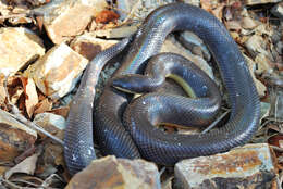 Image of Mexican burrowing pythons