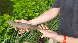 Image of Great Plated Lizard