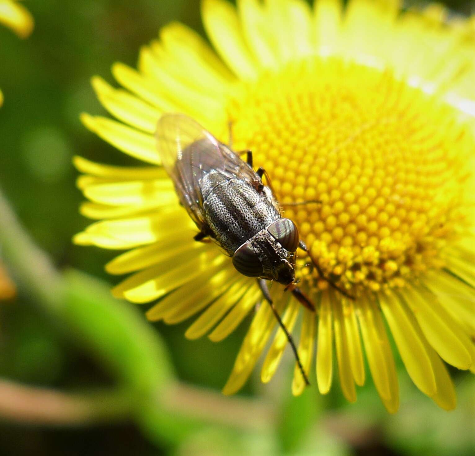 Stomorhina lunata (Fabricius 1805) resmi