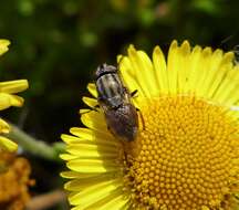 Stomorhina lunata (Fabricius 1805) resmi