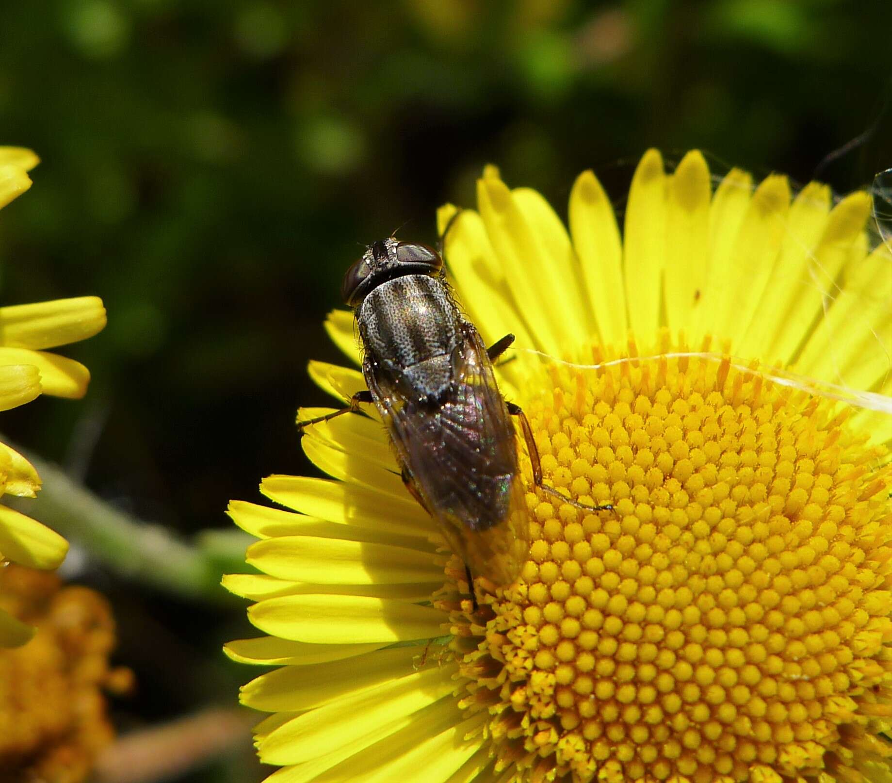 Stomorhina lunata (Fabricius 1805) resmi