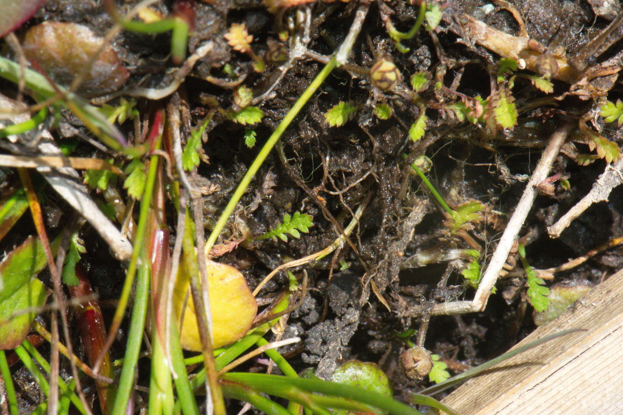 Image of Leptinella dispersa subsp. rupestris (D. Lloyd) D. G. Lloyd & C. J. Webb