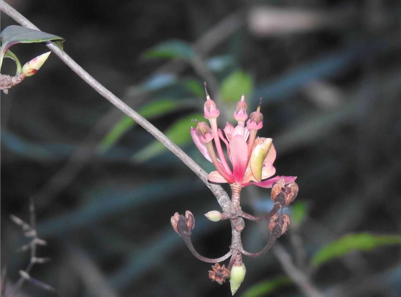 Image of Enkianthus quinqueflorus Lour.