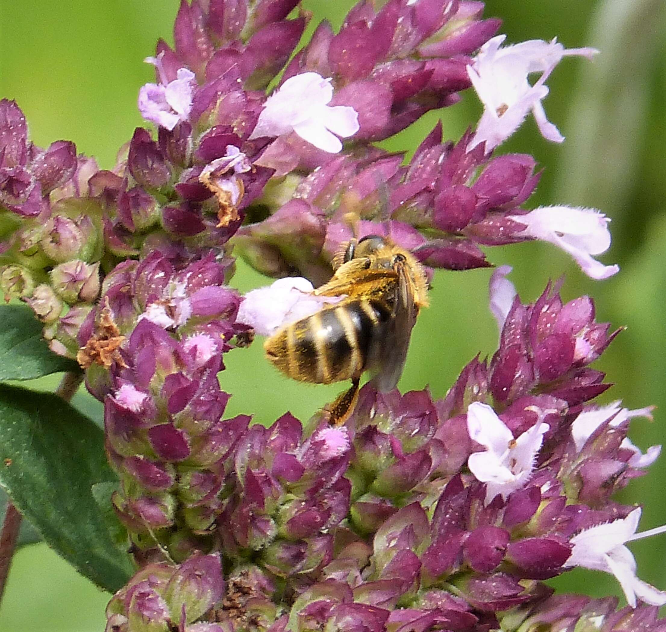 Image of sweat bees