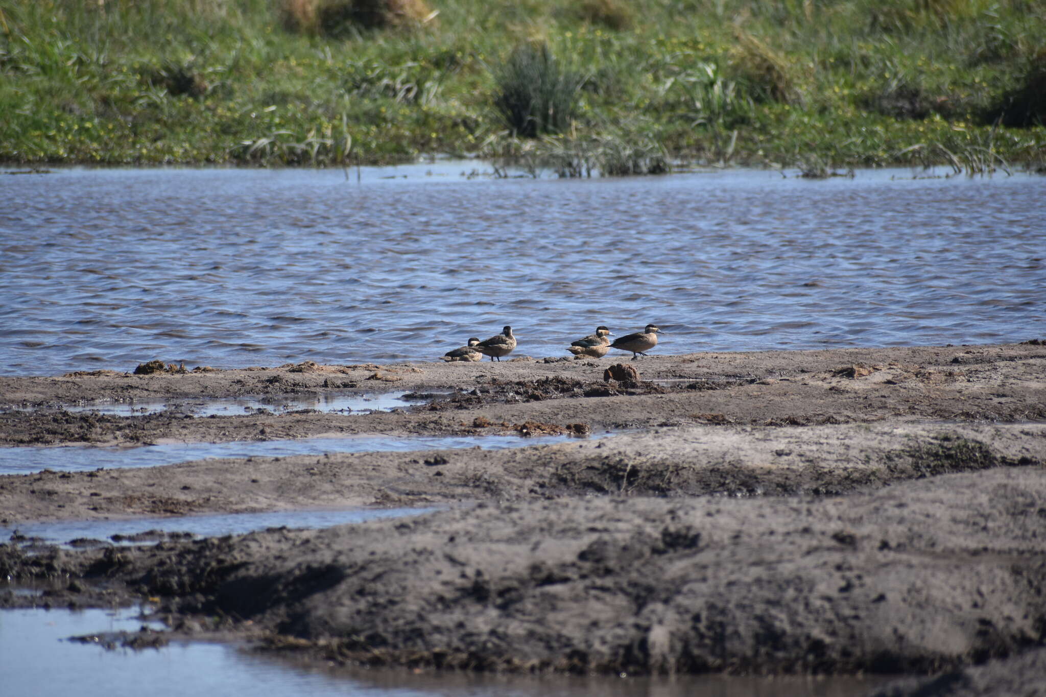 Image of Blue-billed Teal