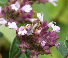 Image of sweat bees