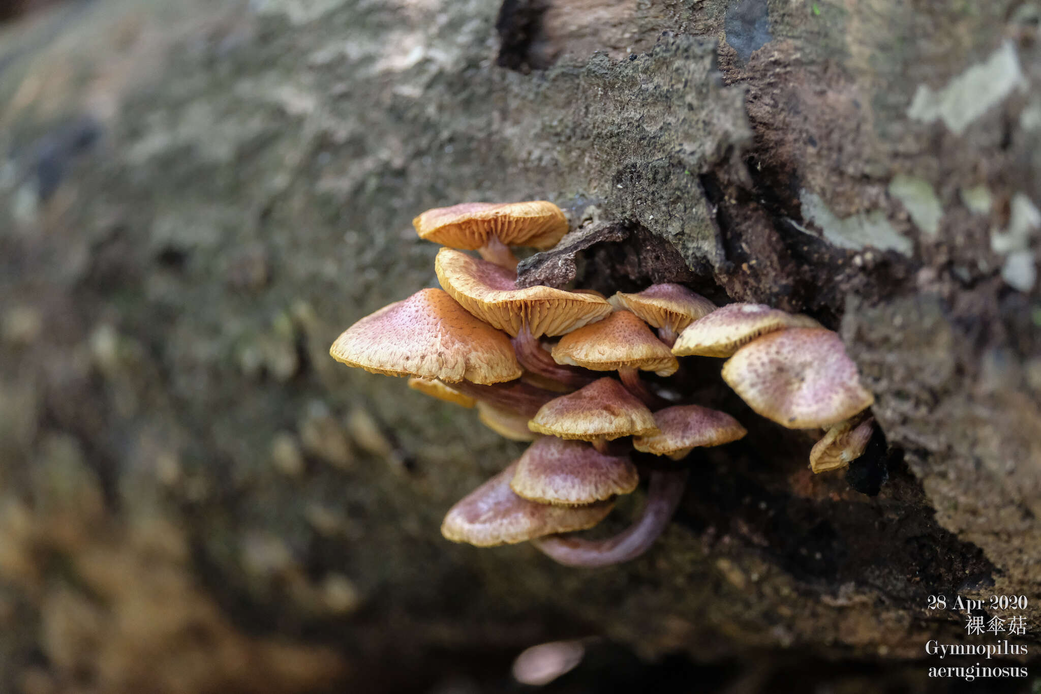 Imagem de Gymnopilus aeruginosus (Peck) Singer 1951