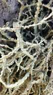 Image of Ramalina subfarinacea (Nyl. ex Cromb.) Nyl.