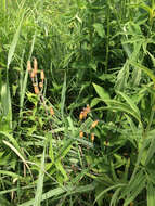 Image of royal catchfly