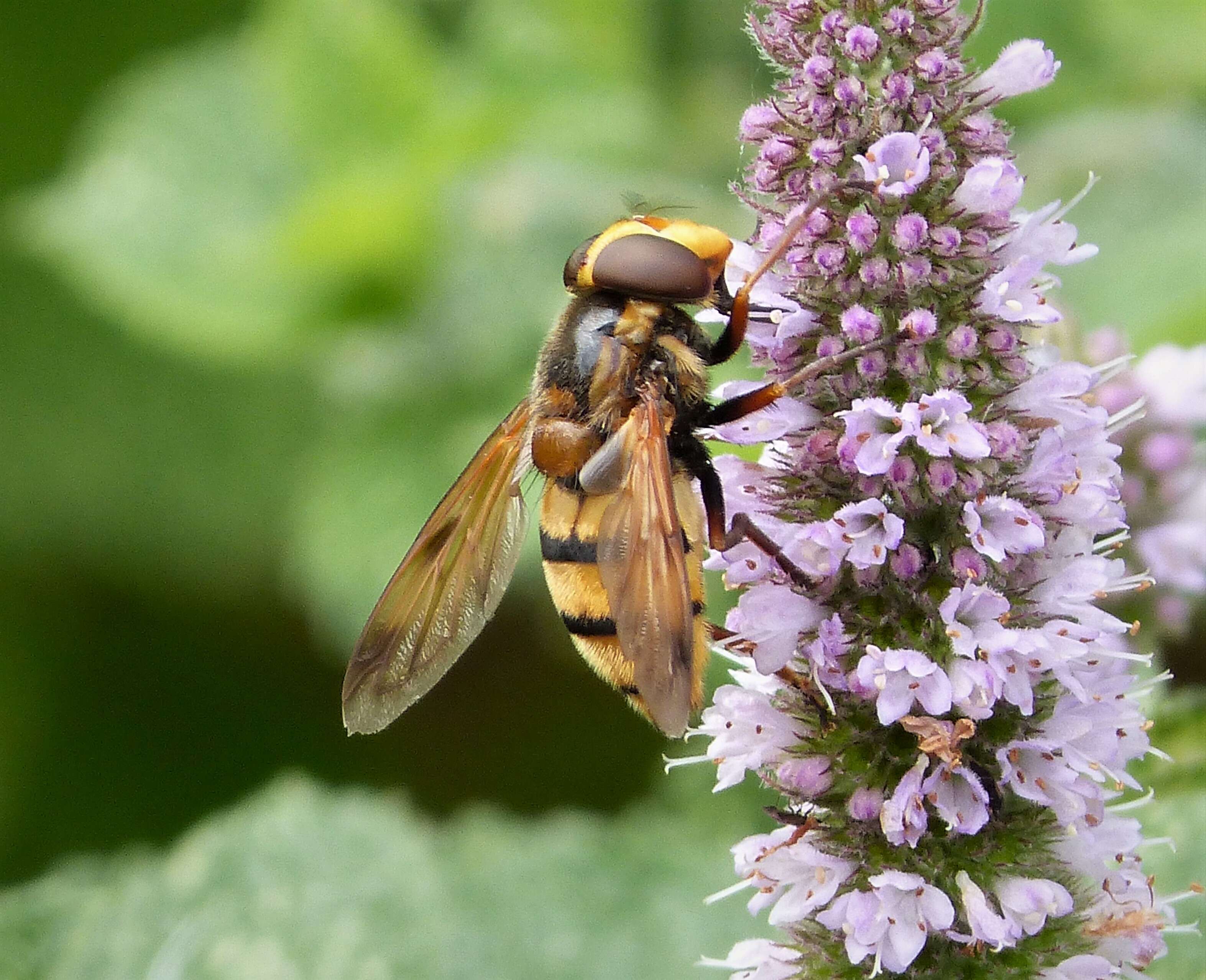 Image of lesser hornet hoverfly