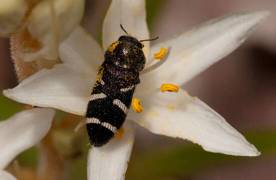 Image of Acmaeodera virgo Boheman 1860