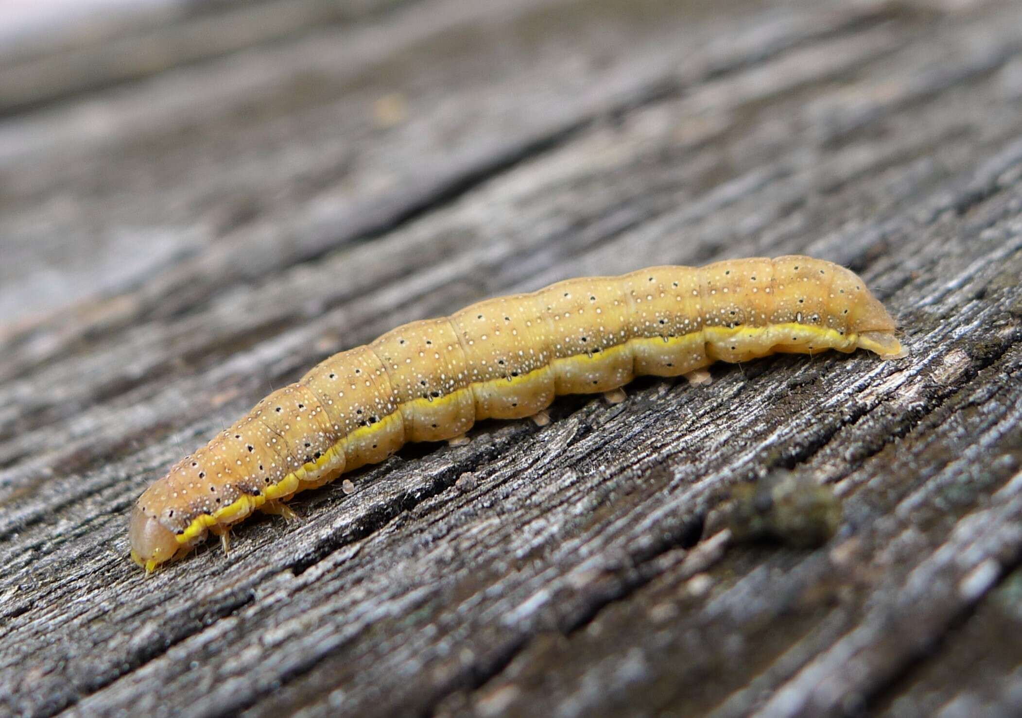 Lacanobia oleracea Linnaeus 1858 resmi