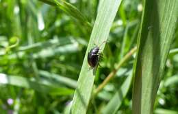 Sivun <i>Colaspidema barbarum</i> kuva