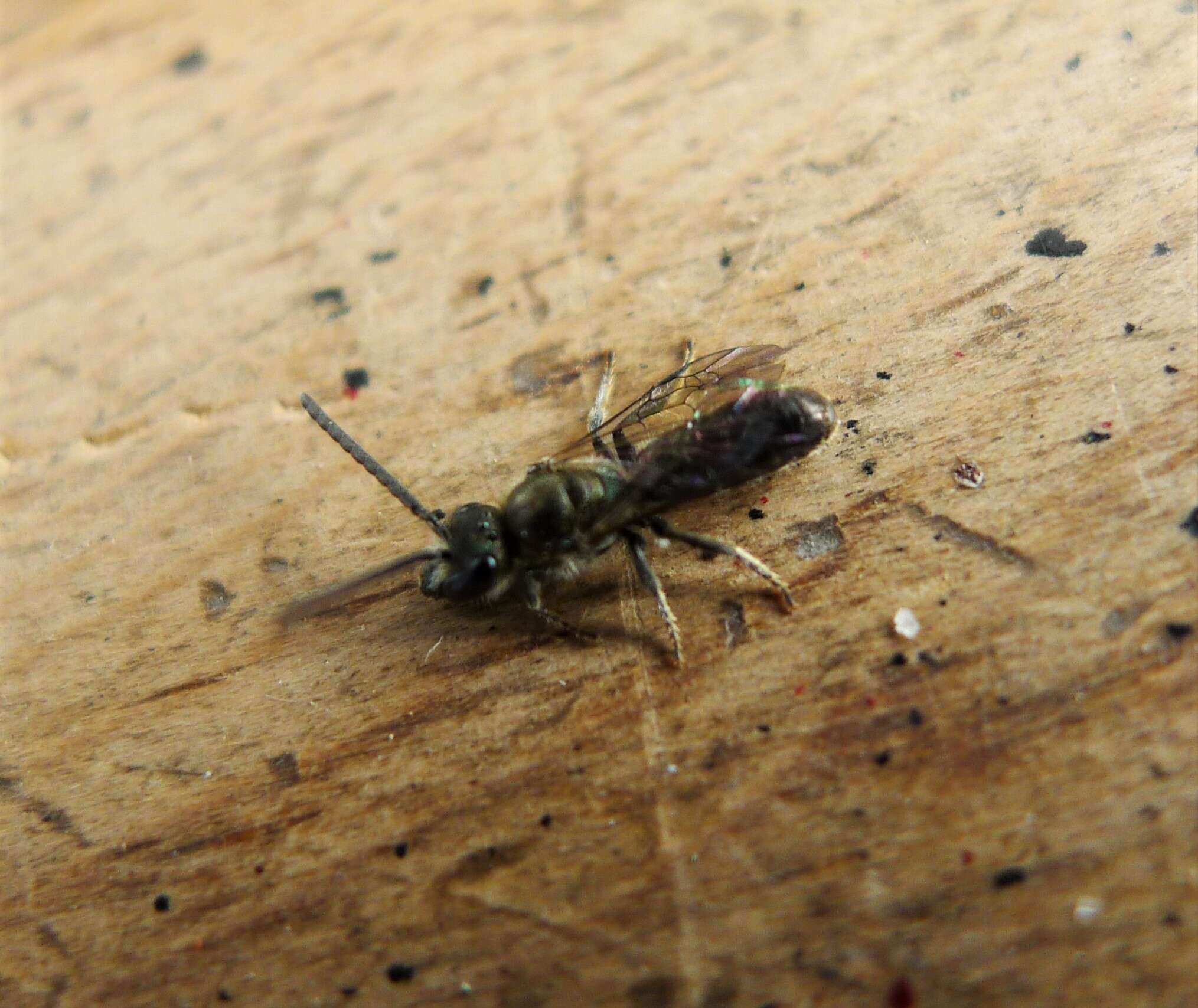 Image of sweat bees