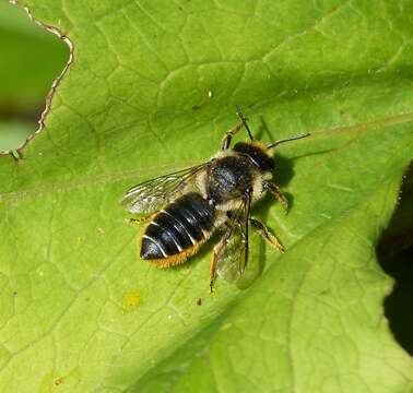 Image of Megachile leaf-cutter bee