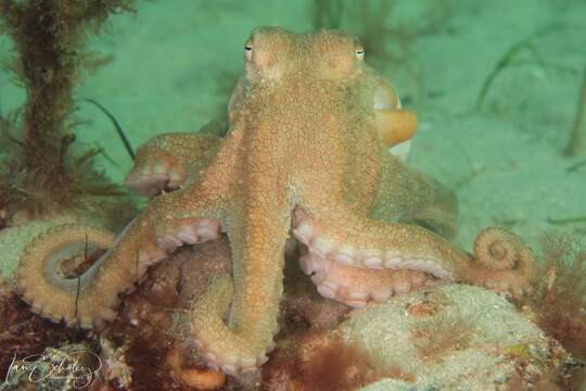 Image of Pale octopus