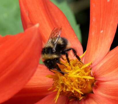 Image of Small garden bumblebee