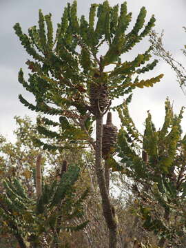 Image of Bull Banksia