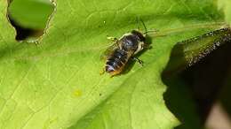 Image of Megachile leaf-cutter bee