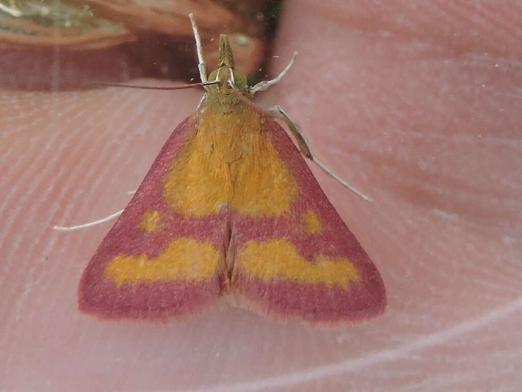 Image of Southern Purple Mint Moth