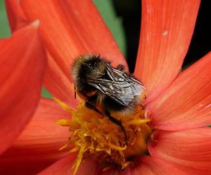 Image of Small garden bumblebee