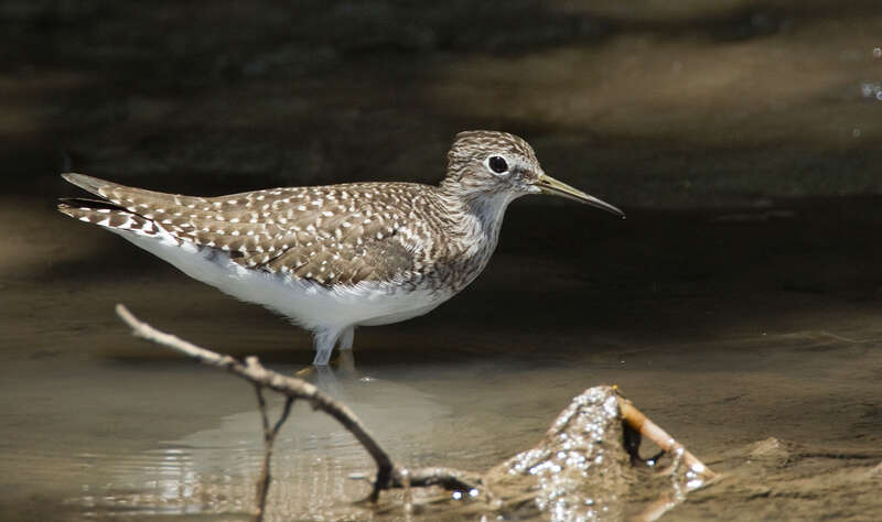 Image of Solitary Sandpiper