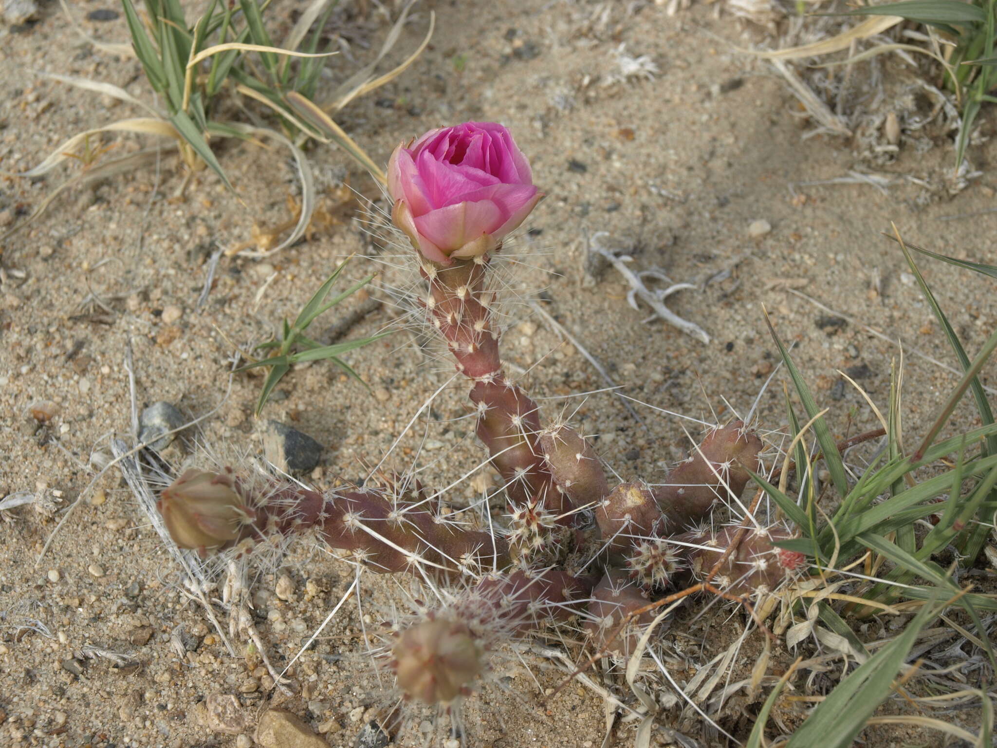 Image of Micropuntia pulchella