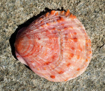 Image of scarlet thorny oyster