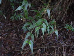 Image of Eupatorium tashiroi Hayata