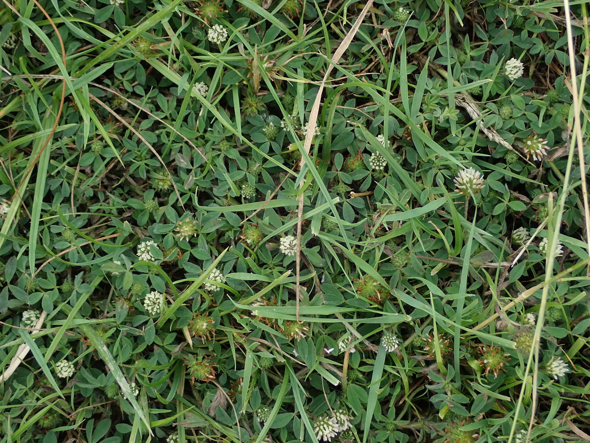 Imagem de Trifolium squamosum L.