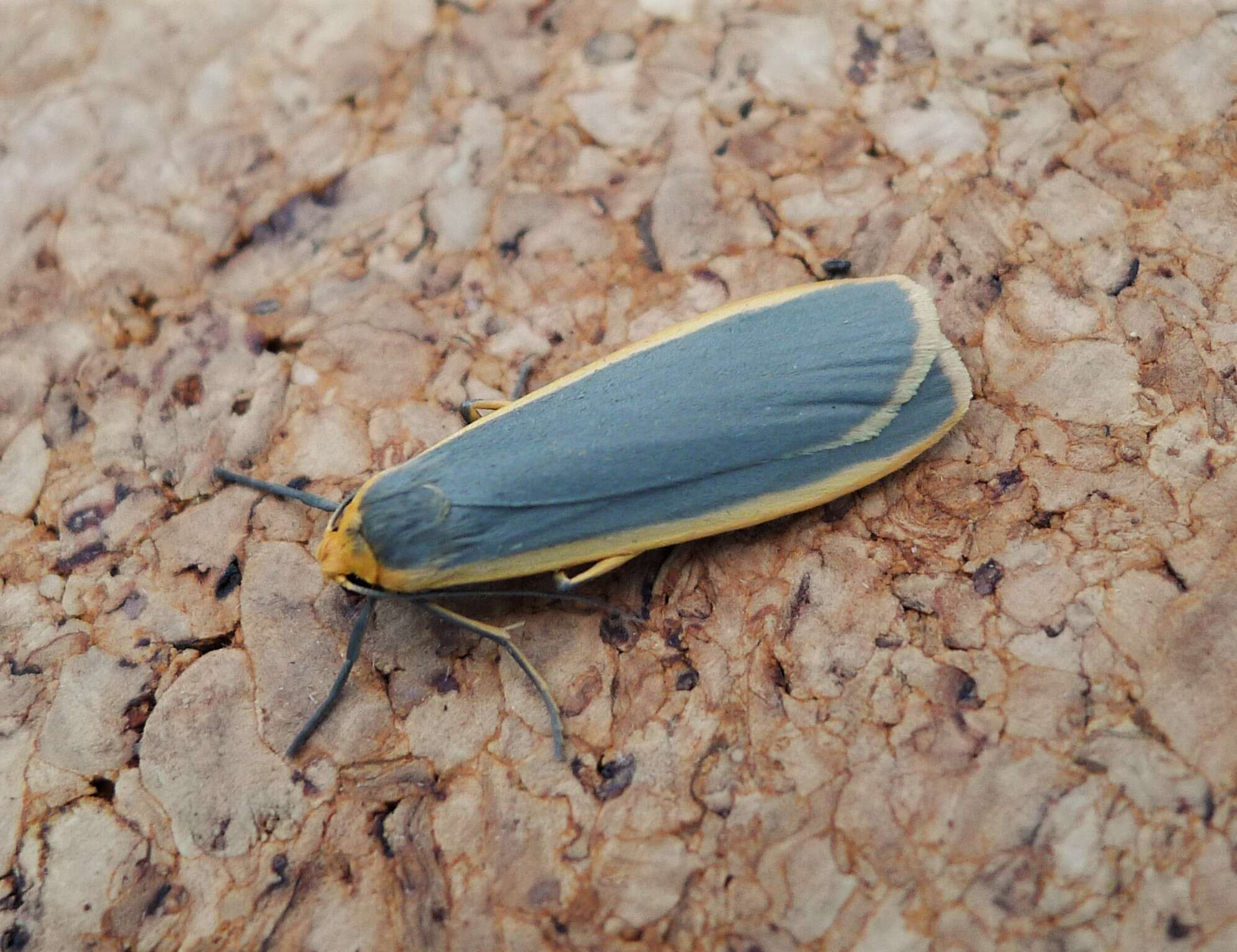 Image of common footman