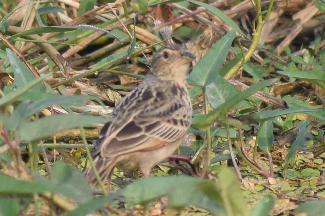 Image of Bengal Bush Lark