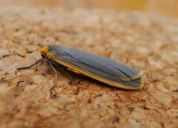 Image of common footman