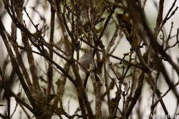 Image of White-browed Gnatcatcher