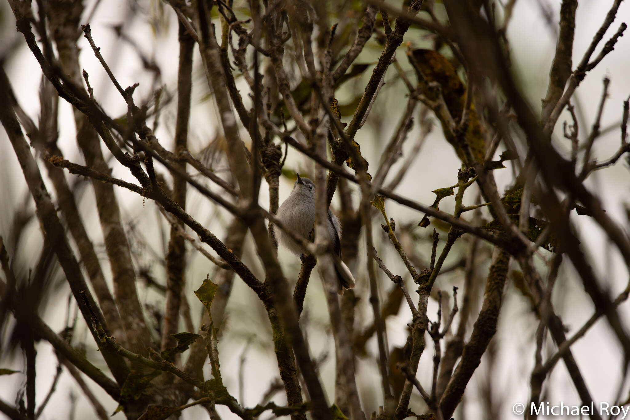 Image of White-browed Gnatcatcher