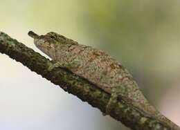 Image of Maroantsetra Chameleon