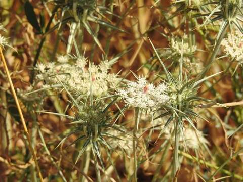 Image of Exoacantha heterophylla Labill.