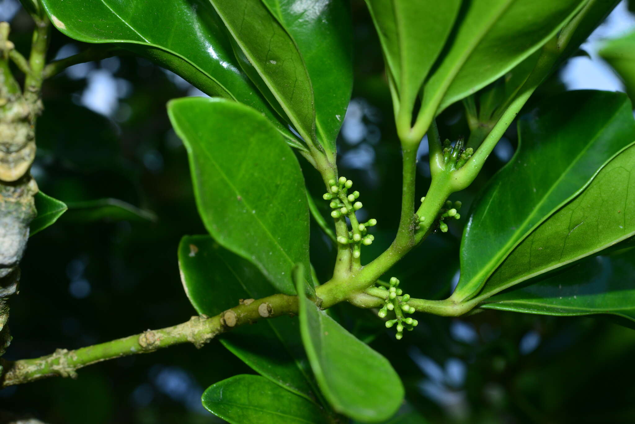 Image de Melicope triphylla (Lam.) Merr.