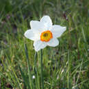 Image of Narcissus poeticus subsp. poeticus