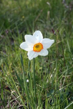 Image of Narcissus poeticus subsp. poeticus