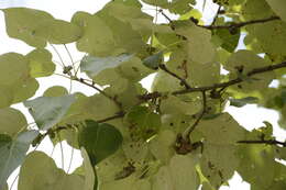 Image of Populus ciliata Wall. ex Royle