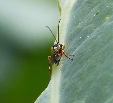 Image of Parasitoid wasp