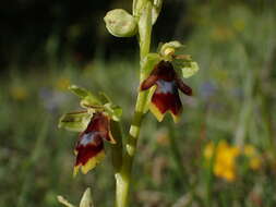 Image of Ophrys insectifera subsp. aymoninii Breistr.