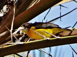 Image de Ploceus bicolor bicolor Vieillot 1819